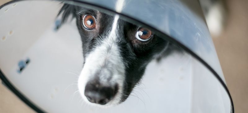How Much Does a Dog CT Scan Cost?