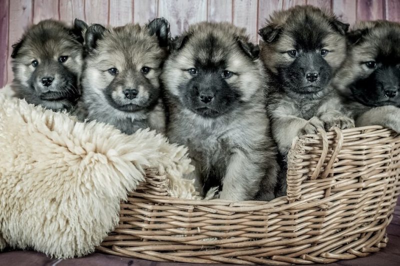 Lemonade’s Preventative Care for Puppies and Kittens, Explained