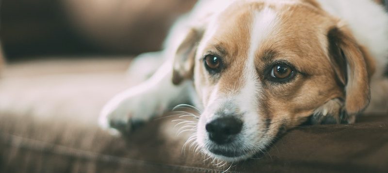 Diarrhea in Dogs: What You Need To Know
