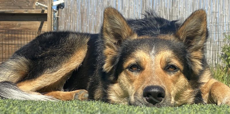 The Best Flea Control For Your Dog