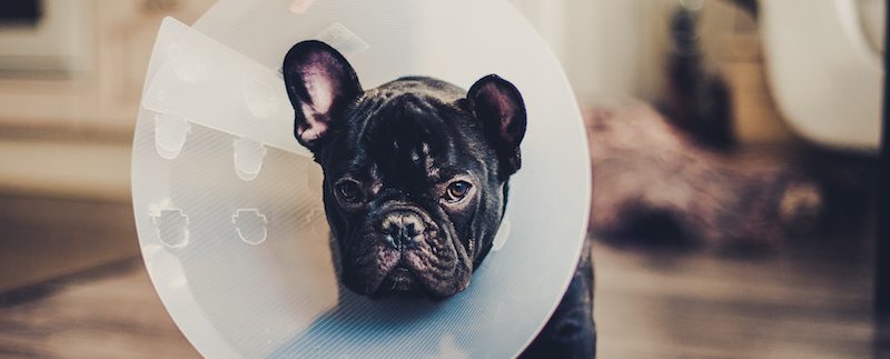 Dog Surgery 101: Costs, Care, & More