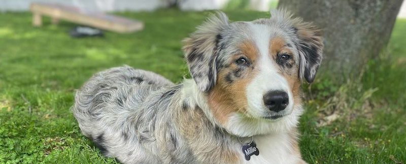 Microchipping Your Dog, Explained