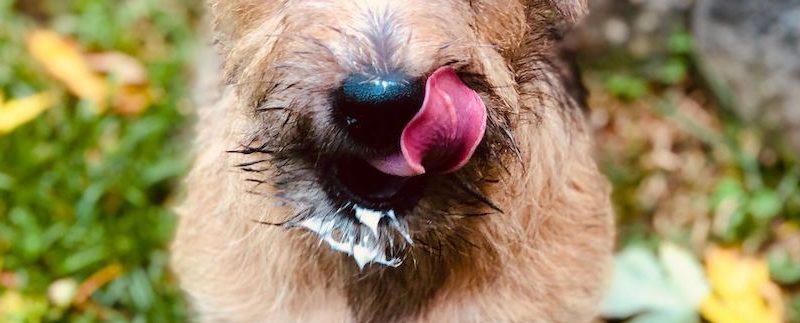 Are Puppuccinos Safe for Dogs?