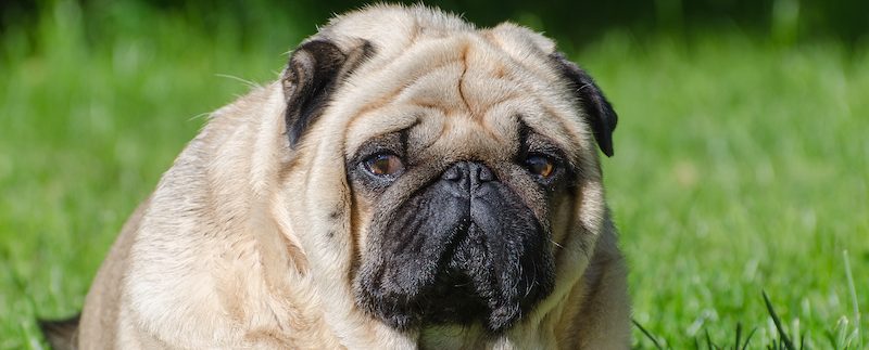When Pet Obesity Becomes a Health Concern