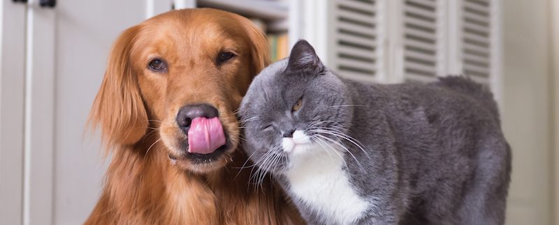 Managing Your Dog’s Pain