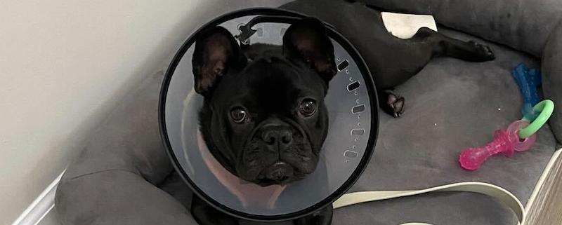 How Much Does a Dog MRI cost?